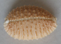 Cypraea granulata,  Pease, W.H., 1862